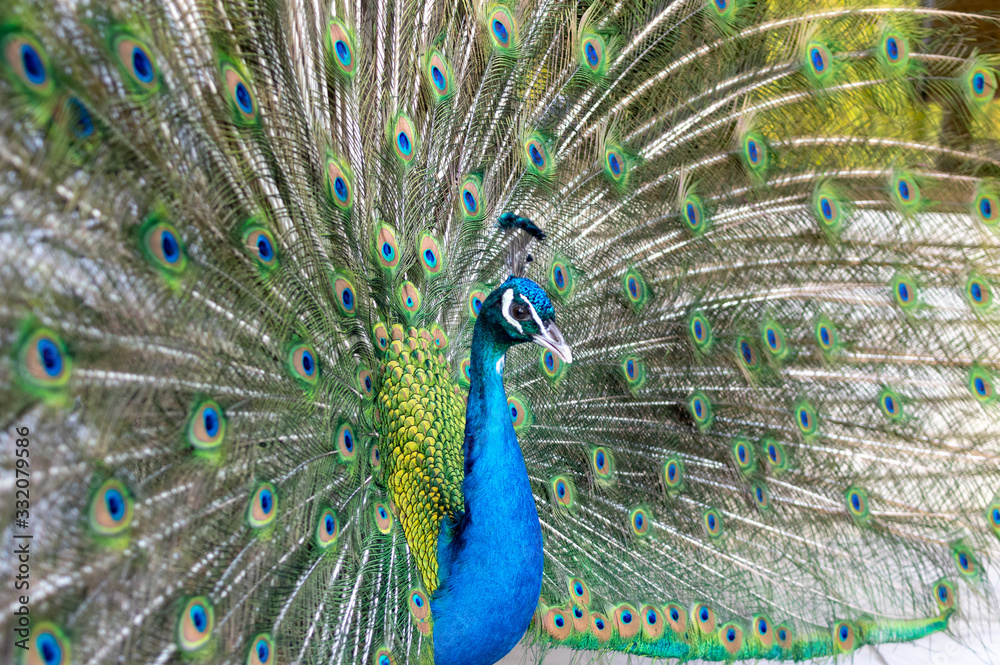 Naklejka premium Beautiful colorful Hues of a male peacock