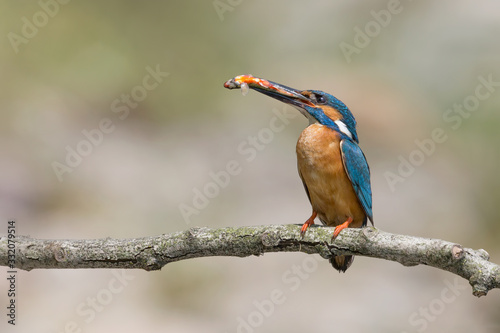 Beautifual portrait of common Kingfisher with prey in the beak (Alcedo atthis)