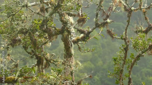 Dense mist and clouds surround bird on a branch with moss photo