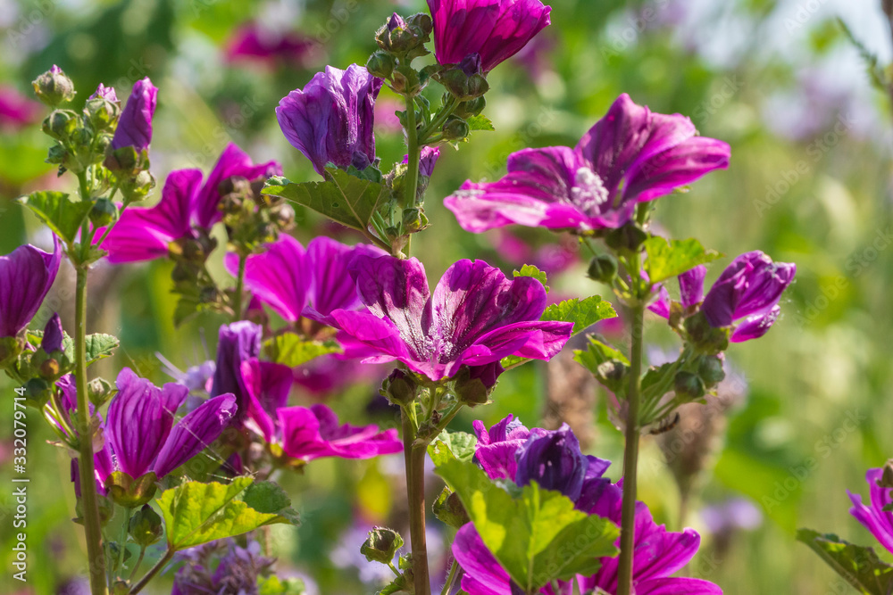 violett blühende Blumen