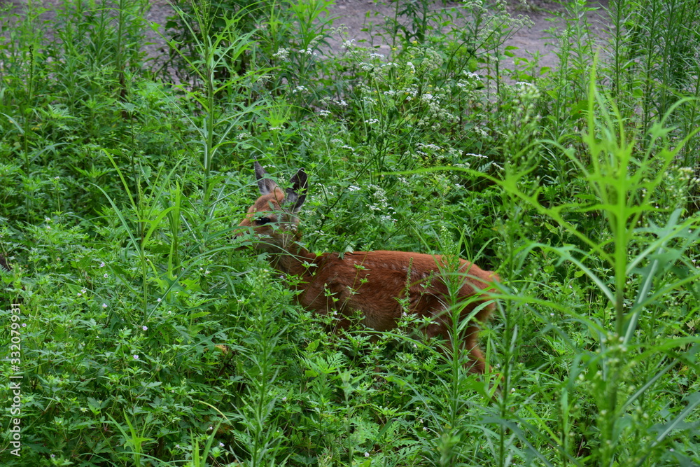 Fototapeta premium deer in the forest