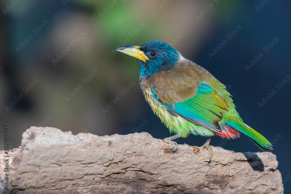 Fototapeta premium Great barbet (Psilopogon virens) at Sattal