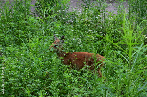 deer in the forest