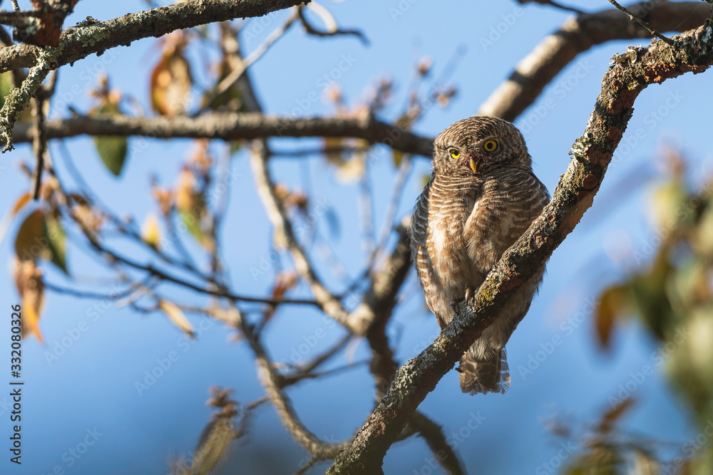 Obraz premium Yellow-eyed owl species are rumored to be diurnal but in reality this barred owlet is found to be active at variety of times-Asian Barred Owlet (Glaucidium cuculoides)