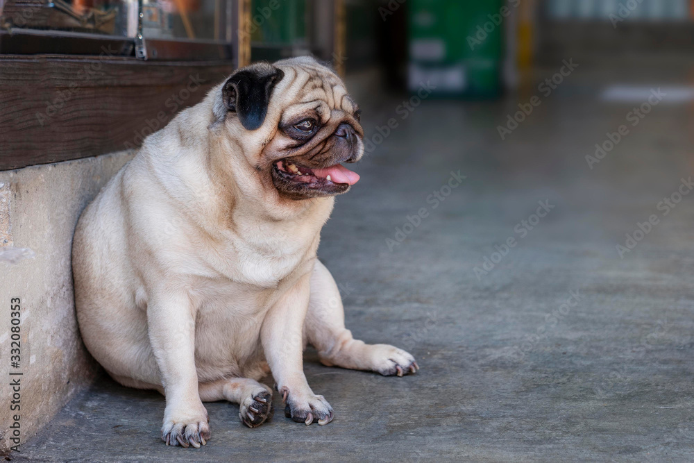 pug sweet sad dog pug with big sad eyes and interrogative glance