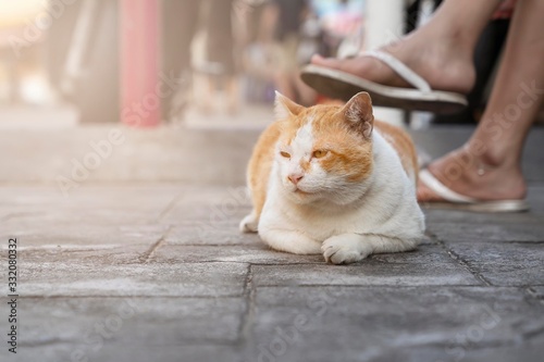 A quiet white and red cat sits on the sidewalk at the feet of the owner photo