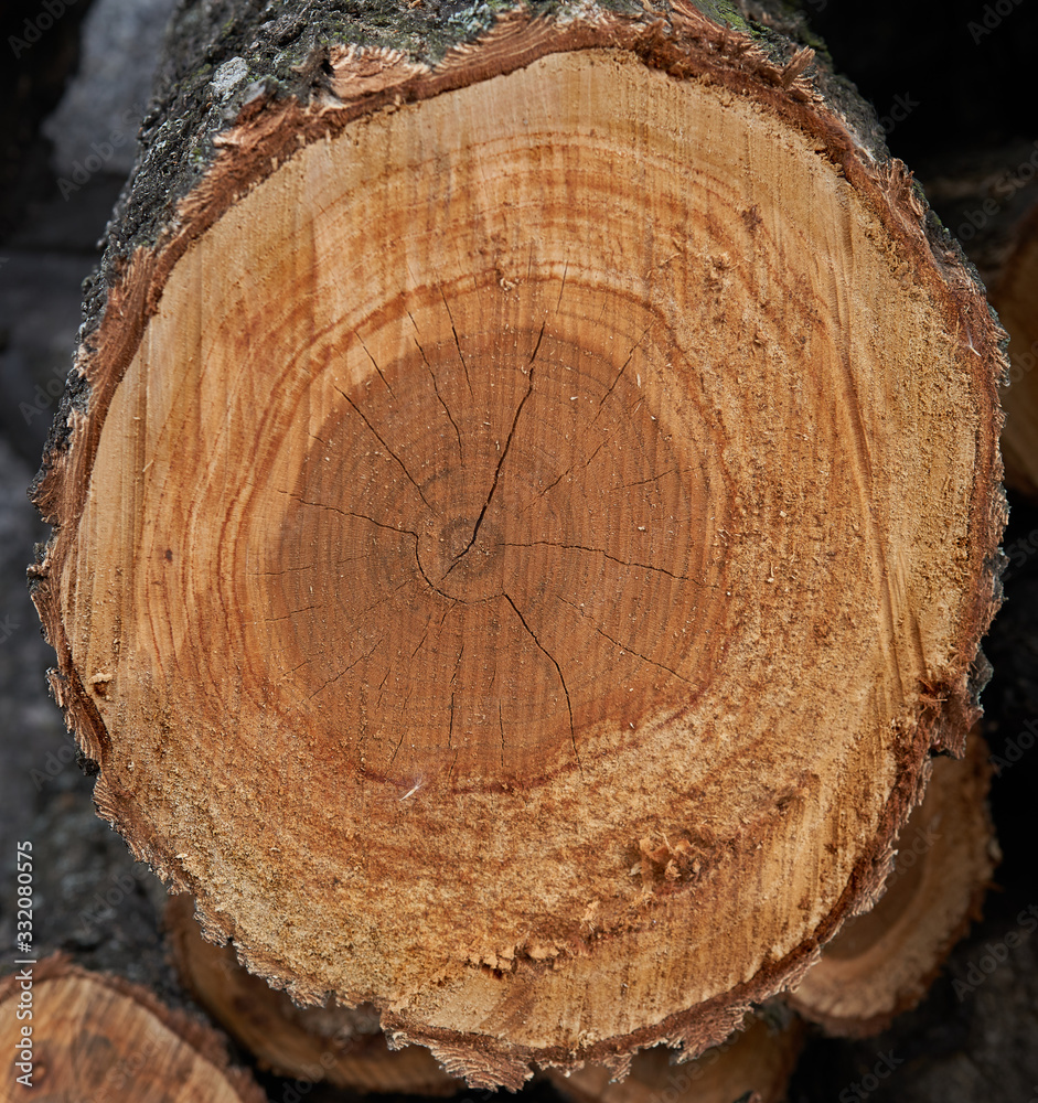 wood cut as background texture for artists wood cut as background texture for artists
