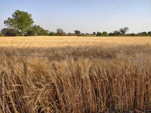 Wheat under sunlight