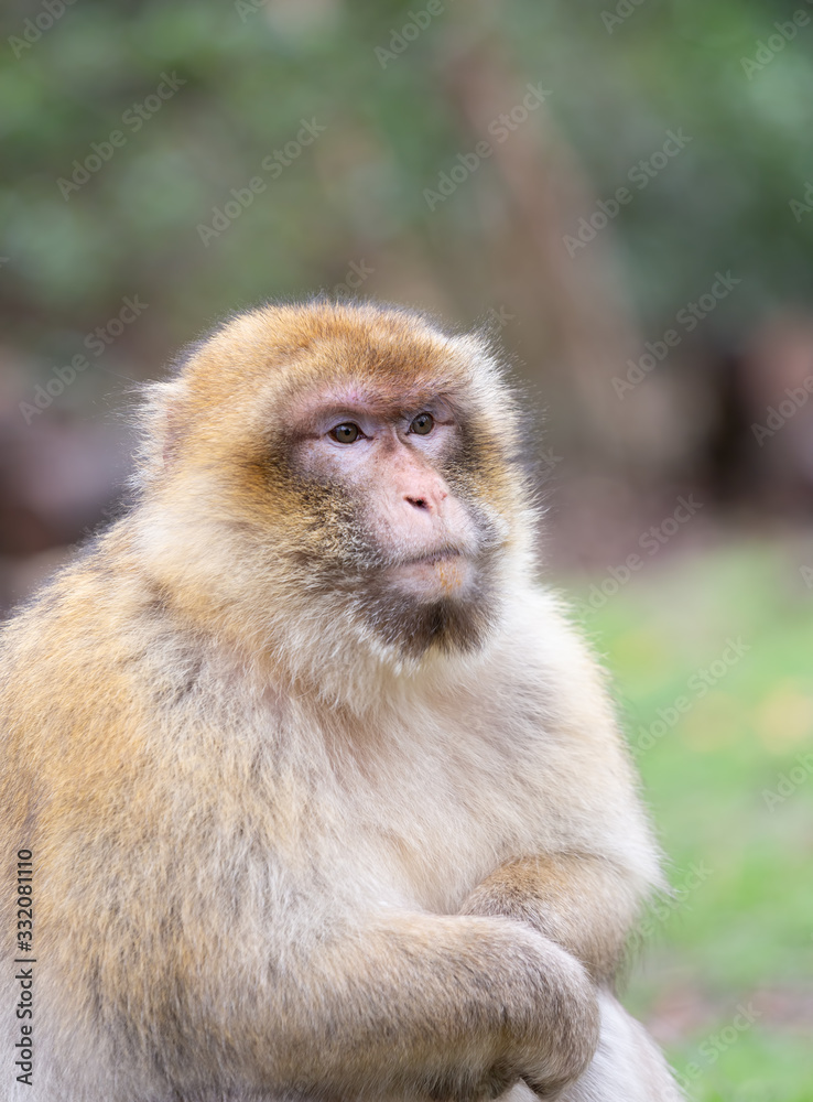 Portrait of a Barbary Macaque sitting on grass