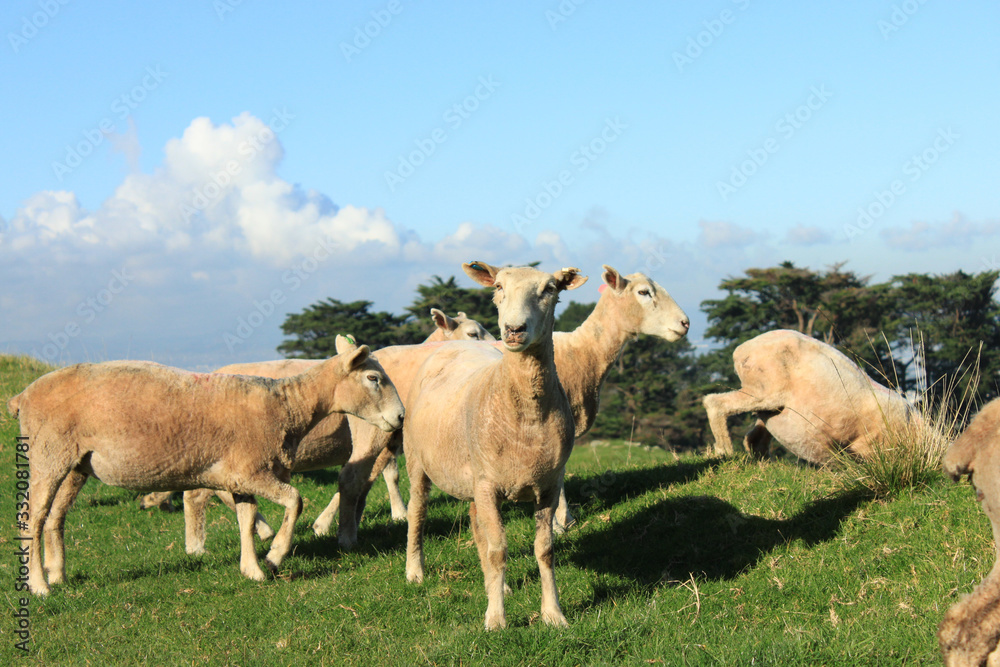 【 New Zealand 】Sheep