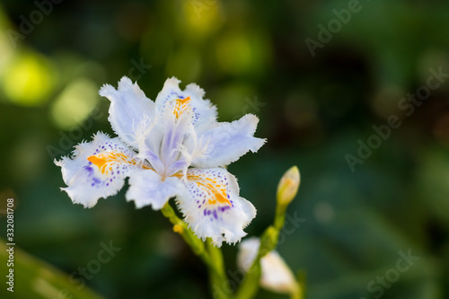 Iris japonica au Jardin des Plantes de Montpellier, le plus ancien jardin botanique de France © Ldgfr Photos