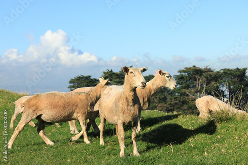     New Zealand    Sheep