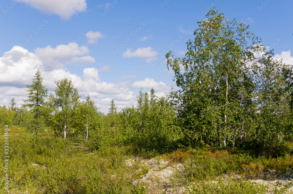 Green forest with pines, spruces, larches and birches. Bright summer day with blue sky Green forest with pines, spruces, larches and birches. Bright summer day with blue sky