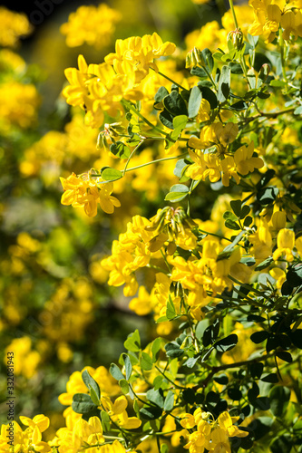 Petites fleurs jaunes au printemps au Jardin des Plantes de Montpellier  le plus ancien jardin botanique de France