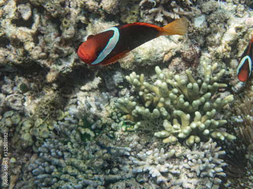 Nemo  Anemonenfisch  Clownfisch 