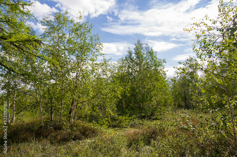 Green forest with pines, spruces, larches and birches. Bright summer day with blue sky Green forest with pines, spruces, larches and birches. Bright summer day with blue sky