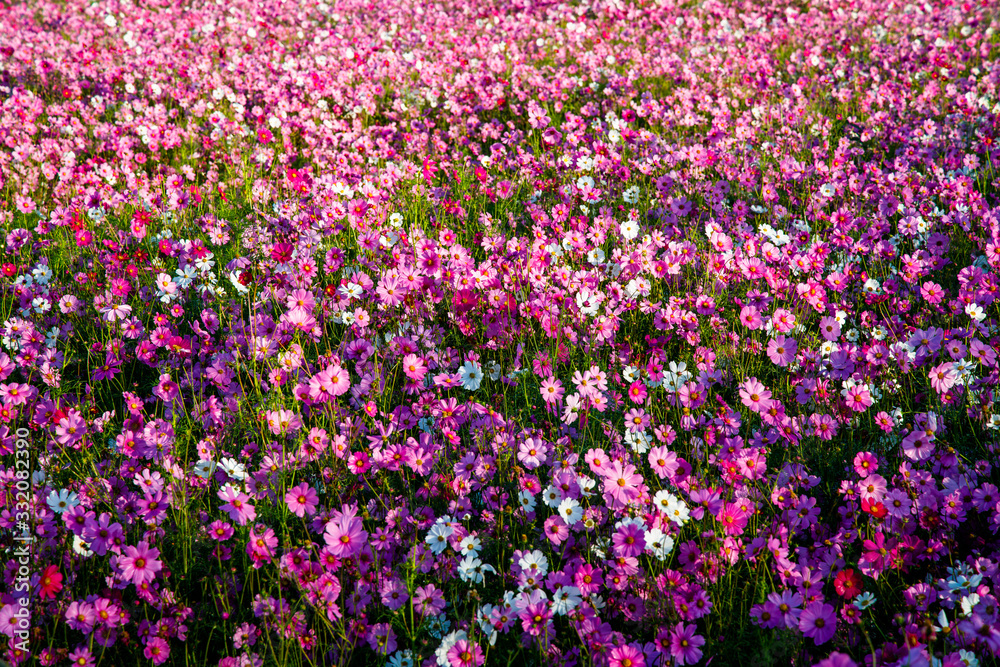 Cosmos flower field in pink, purple, red and white colors. Cosmos Bipinnatus or Mexican Aster. Pink flower background. Field of purple flowers.