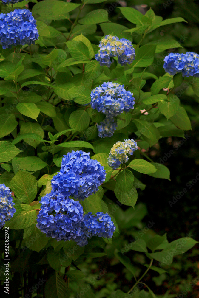 Landscape of hydrangea blooming on a path in Kamakura, Japan Landscape of hydrangea blooming on a path in Kamakura, Japan