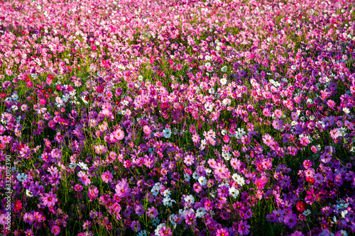 Cosmos flower field in pink, purple, red and white colors. Cosmos Bipinnatus or Mexican Aster. Pink flower background. Field of purple flowers.