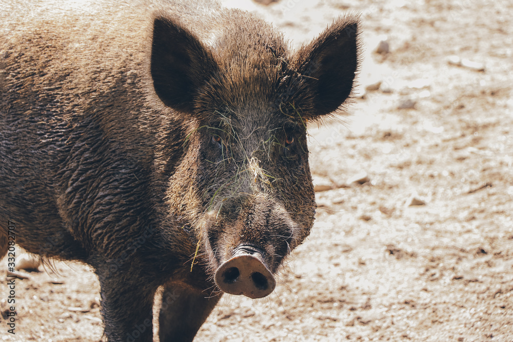 Wildschwein, Säugetier, Tier, Wild, wildschaden, Jagd, suhlen Wildschwein, Säugetier, Tier, Wild, wildschaden, Jagd, suhlen