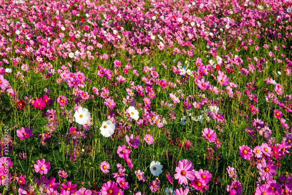 Cosmos flower field in pink, purple, red and white colors. Cosmos Bipinnatus or Mexican Aster. Pink flower background.
