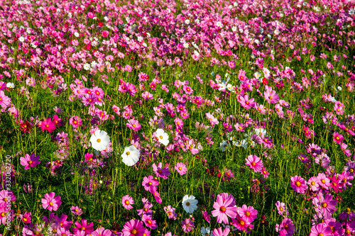 Cosmos flower field in pink, purple, red and white colors. Cosmos Bipinnatus or Mexican Aster. Pink flower background. 
