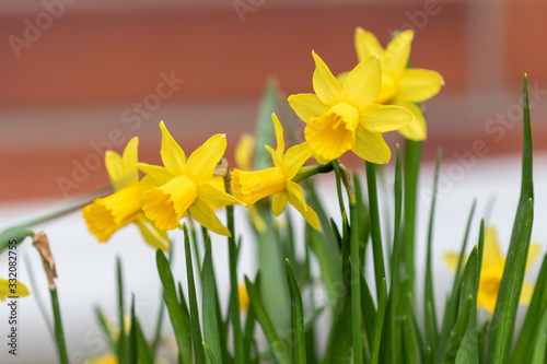 Fototapeta Naklejka Na Ścianę i Meble -  Some yellow blooming daffodil narcissus plants in springtime