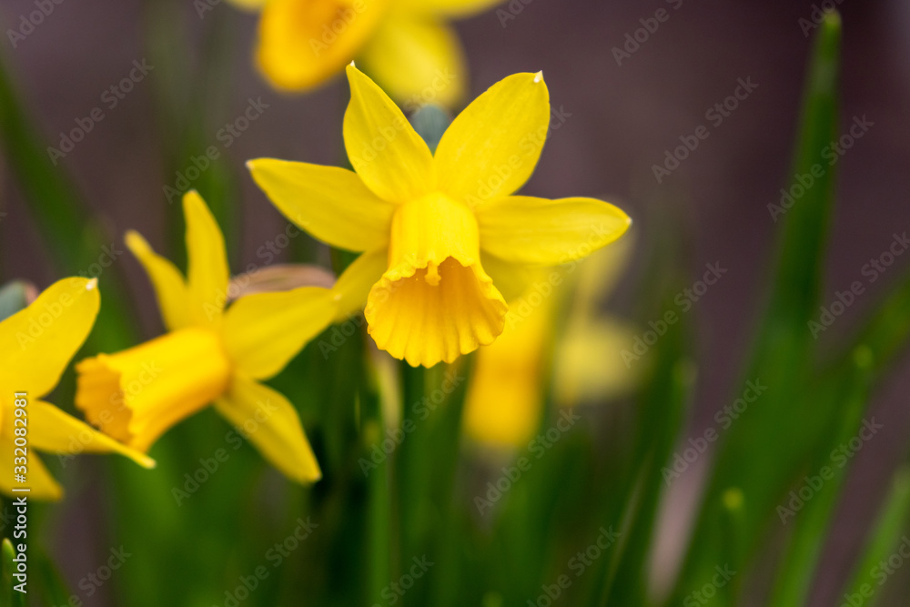 Close up of the open blossom of a yellow blooming daffodil in the garden Close up of the open blossom of a yellow blooming daffodil in the garden
