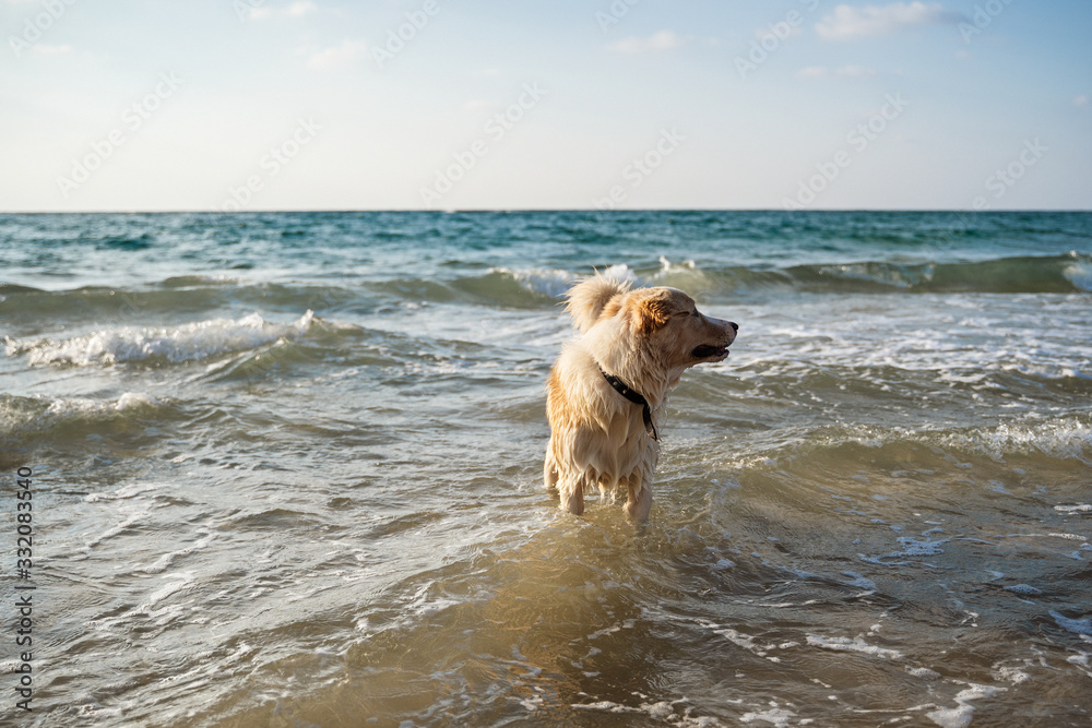 The on the beach sea ocean summer freedom The on the beach sea ocean summer freedom
