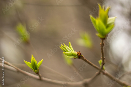 First green spring buds of plants