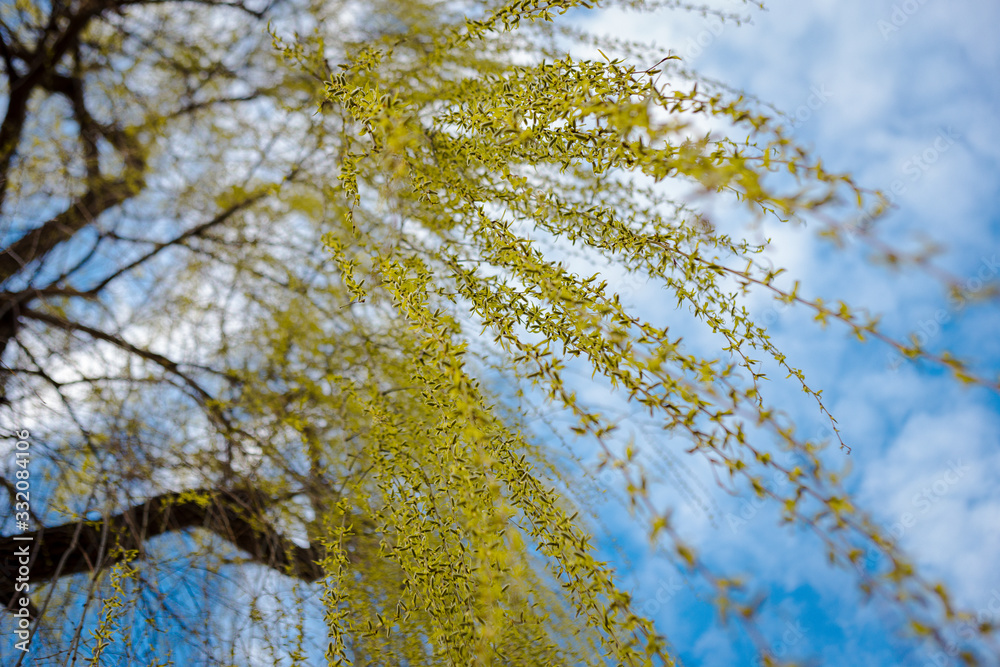 Obraz premium willow tree, in the wind, with swollen buds