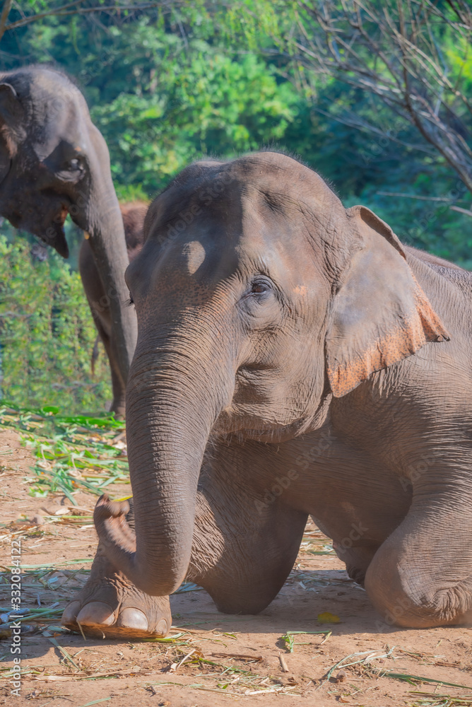 Fototapeta premium Family of Thai elephants. Asian elephant family that villagers raised in Thailand.