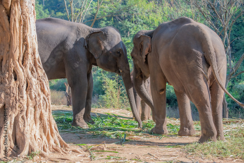 Family of Thai elephants. Asian elephant family that villagers raised in Thailand.