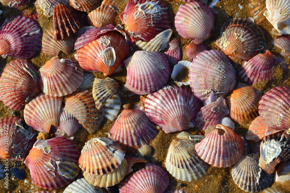 Beautiful and colorful shells on the beach Beautiful and colorful shells on the beach
