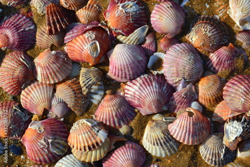 Beautiful and colorful shells on the beach