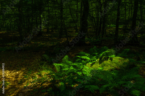 green ferns in dappled light inside dark woods. Lozere France.