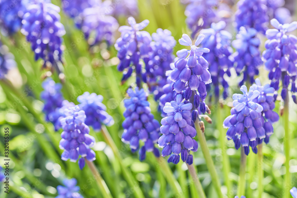 Muscari flower close-up. Bright natural green background. Muscari flower close-up. Bright natural green background.