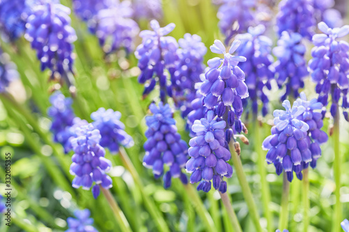 Muscari flower close-up. Bright natural green background. 