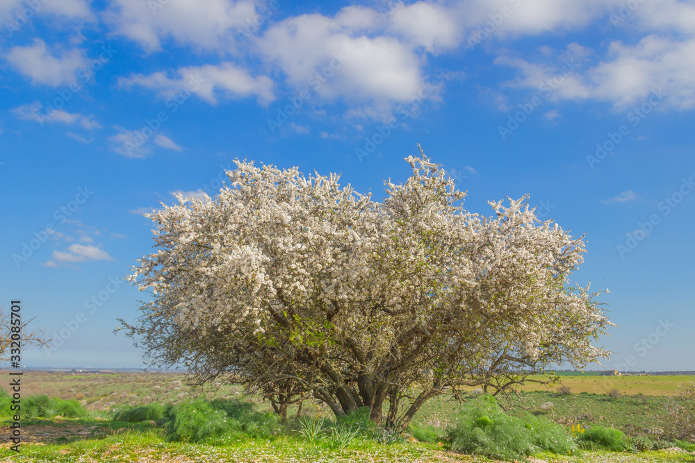 SPRINGTIME. Alta Murgia National Park: wild almond tree in bloom. Apulia-ITALY-Typical Apulian countryside of Murgia's plateau with wide fields, rocky outcrops and grassland. SPRINGTIME. Alta Murgia National Park: wild almond tree in bloom. Apulia-ITALY-Typical Apulian countryside of Murgia's plateau with wide fields, rocky outcrops and grassland.