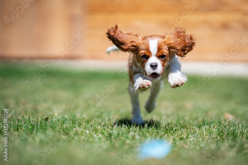 Sweet baby KING CHARLES SPANIEL