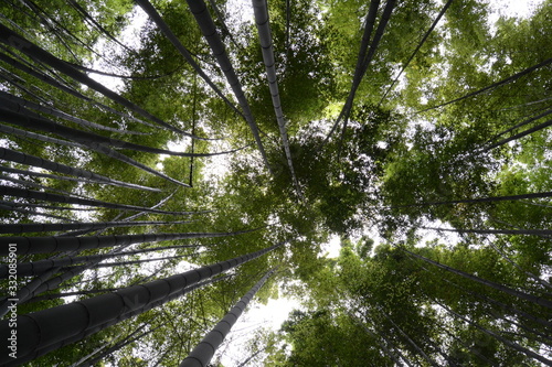 Peaceful bamboo forest in Kyoto, Japan