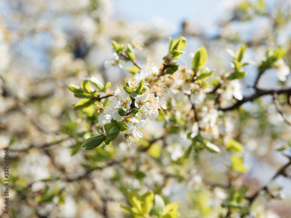Prunus spinosa | Blackthorn or sloe shrub with blackish bark, dense spiny branches full of buds and flowers with ive creamy-white petals between leaves with serrated margin Prunus spinosa | Blackthorn or sloe shrub with blackish bark, dense spiny branches full of buds and flowers with ive creamy-white petals between leaves with serrated margin