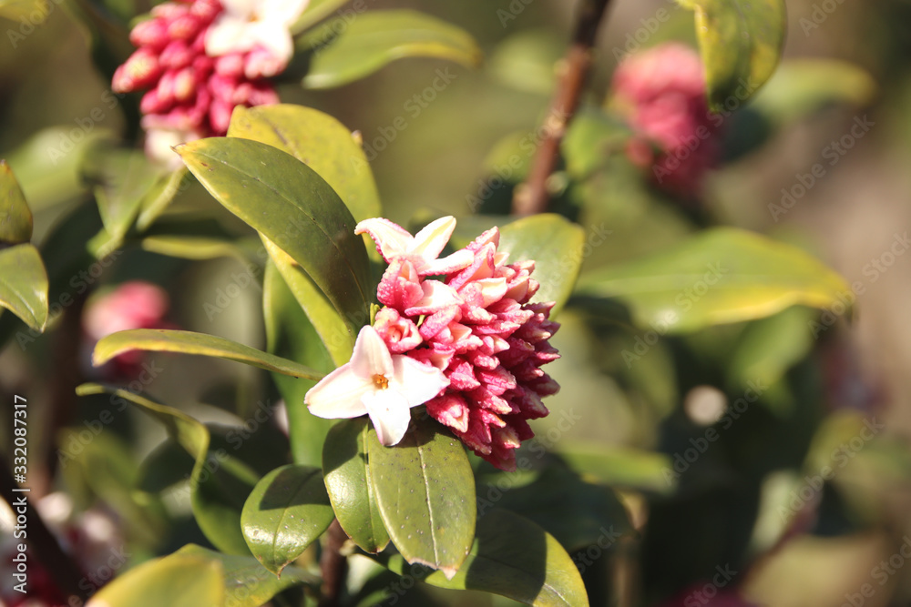 チンショウゲ　開花前