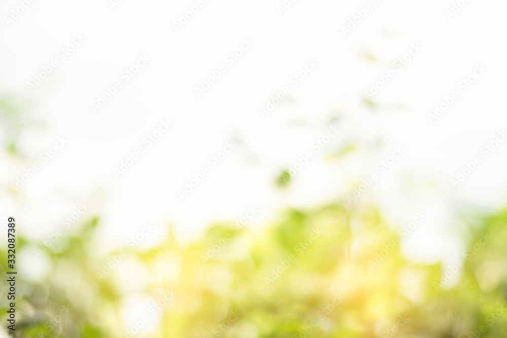 Green blur background out of focus and bokeh from nature light Green blur background out of focus and bokeh from nature light