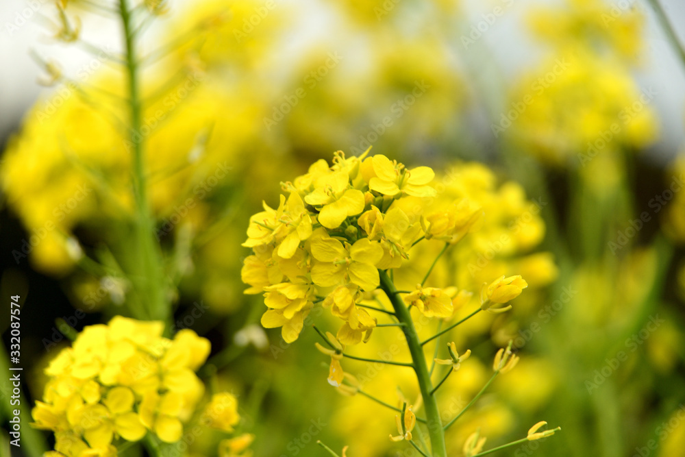菜の花畑 菜の花畑