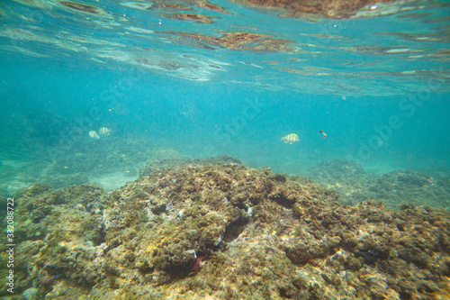 Beautiful colored fish swim underwater in the Indian Ocean among the stones. © Oleg