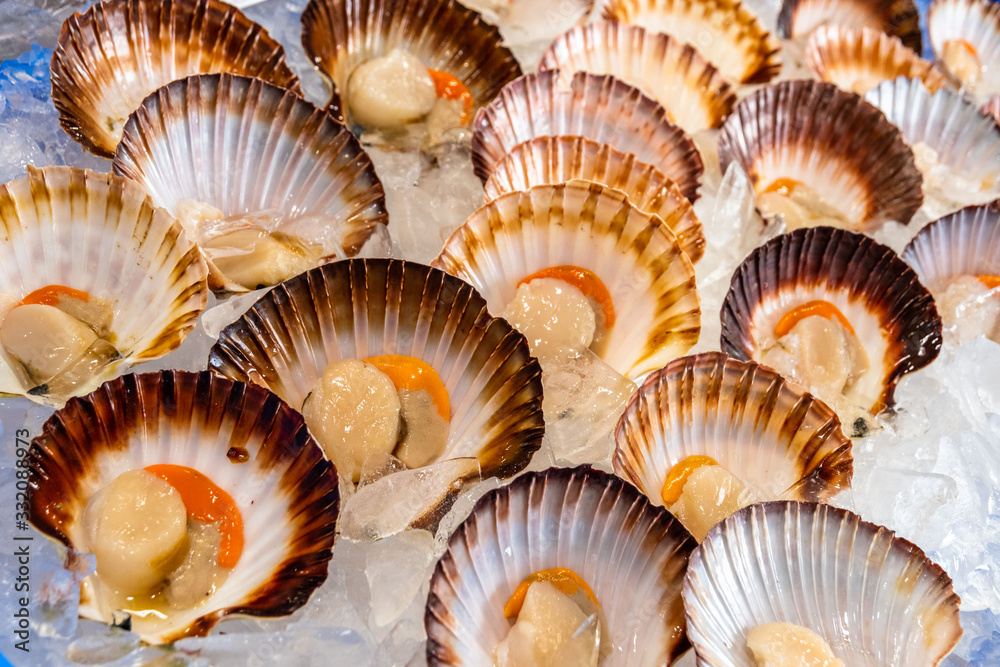 Close-up of multiple raw scallops in Sydney fish market