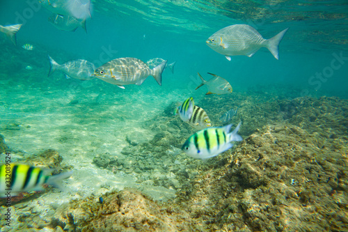 Beautiful colored fish swim underwater in the Indian Ocean among the stones.