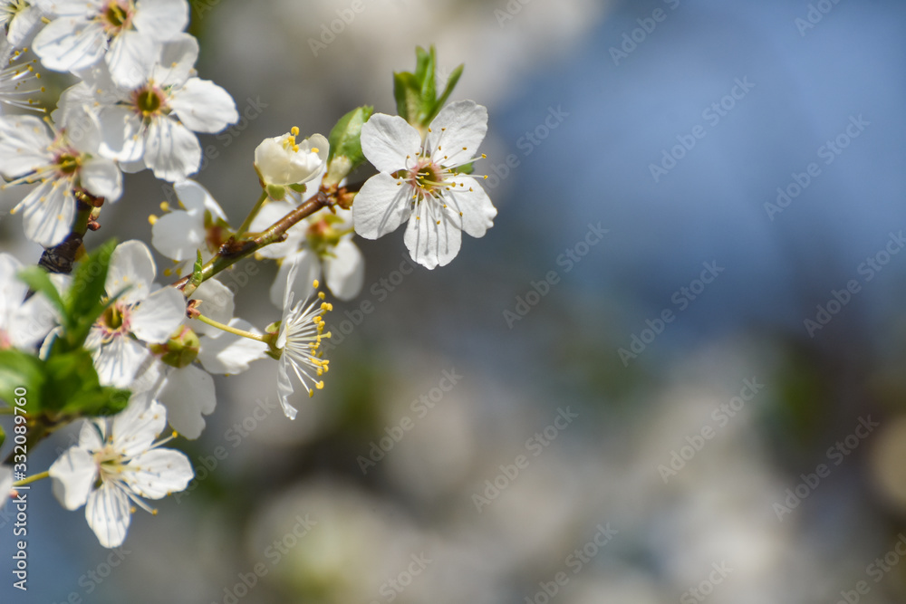 Spring background, Tree branch blossom with an empty space for text. Wild plum in full bloom in spring Spring background, Tree branch blossom with an empty space for text. Wild plum in full bloom in spring