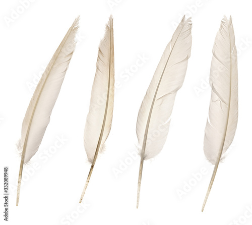 Natural bird feathers isolated on a white background. collage pigeon and goose feathers close-up